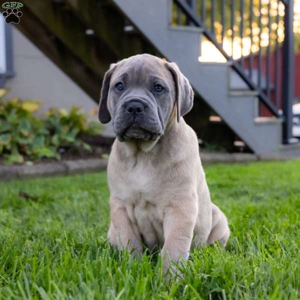 Ivanka, Cane Corso Puppy